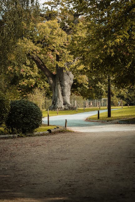 This image depicts a park scene with a large, mature tree featuring a thick, textured trunk and expansive branches covered in green and yellowish leaves. In the background, a paved pathway curves gently through the grassy area, bordered by black metal barriers and a lamppost, suggesting a designated walking route. The park is surrounded by well-maintained lawns and some low shrubs, with additional trees visible further back. The lighting indicates a clear day, with sunlight filtering through the foliage, creating areas of light and shadow. This setting may be part of a serene environment suitable for leisurely walks or outdoor activities, often associated with nearby residential areas such as Merton Park. For professional house removals and moving services in the Merton area, [COMPANY_NAME] provides experienced assistance in packing, transportation, and logistics, supporting customers during home relocations near green spaces like Morden Hall Park.