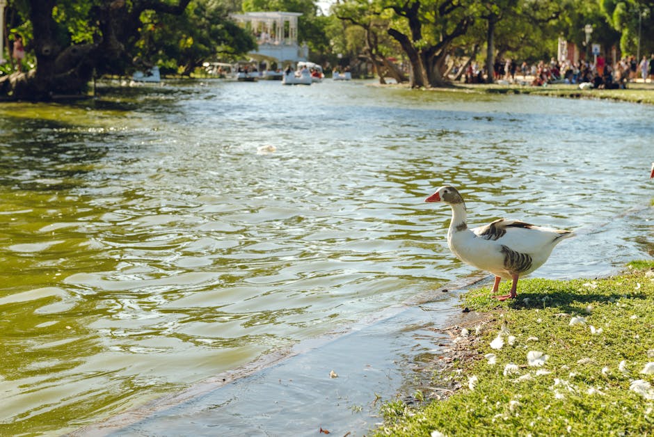 This image depicts a park scene with a large, mature tree featuring a thick, textured trunk and expansive branches covered in green and yellowish leaves. In the background, a paved pathway curves gently through the grassy area, bordered by black metal barriers and a lamppost, suggesting a designated walking route. The park is surrounded by well-maintained lawns and some low shrubs, with additional trees visible further back. The lighting indicates a clear day, with sunlight filtering through the foliage, creating areas of light and shadow. This setting may be part of a serene environment suitable for leisurely walks or outdoor activities, often associated with nearby residential areas such as Merton Park. For professional house removals and moving services in the Merton area, [COMPANY_NAME] provides experienced assistance in packing, transportation, and logistics, supporting customers during home relocations near green spaces like Morden Hall Park.